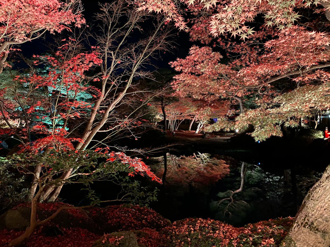 Cherry blossoms along the Meguro River at night, illuminated by soft lights.