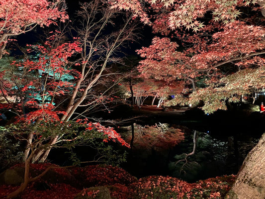 Cherry blossoms along the Meguro River at night, illuminated by soft lights.