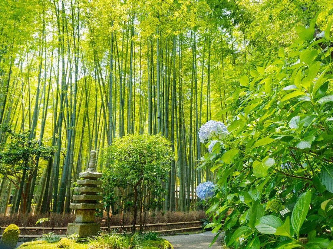 A serene path through the bamboo forest at Hokokuji Temple in Kamakura, Japan, with towering bamboo trees providing shade and a peaceful atmosphere.