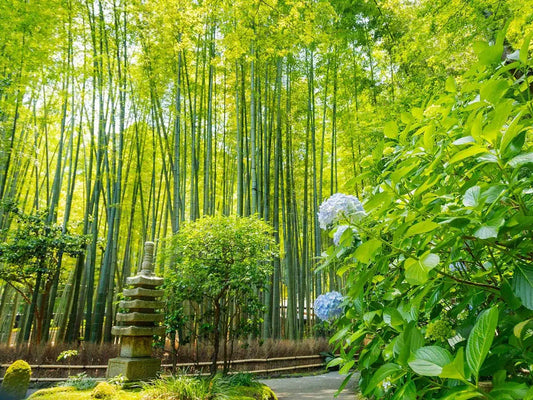 A serene path through the bamboo forest at Hokokuji Temple in Kamakura, Japan, with towering bamboo trees providing shade and a peaceful atmosphere.