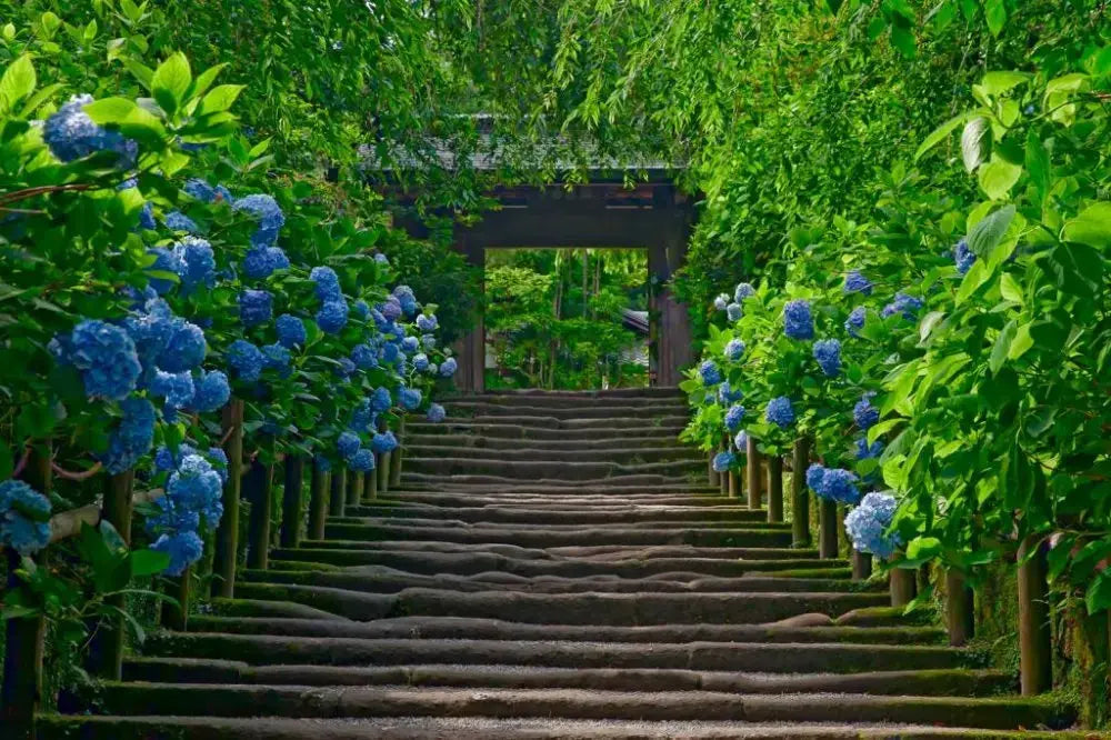 A tranquil view of Meigetsu-in Temple's famous blue hydrangea garden, with the circular window framing a beautiful seasonal scene in Kamakura, Japan